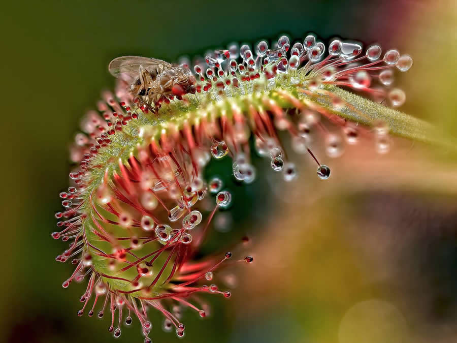 Photo by Savchuk Anatoly - Water Drops Of Macro Photos
