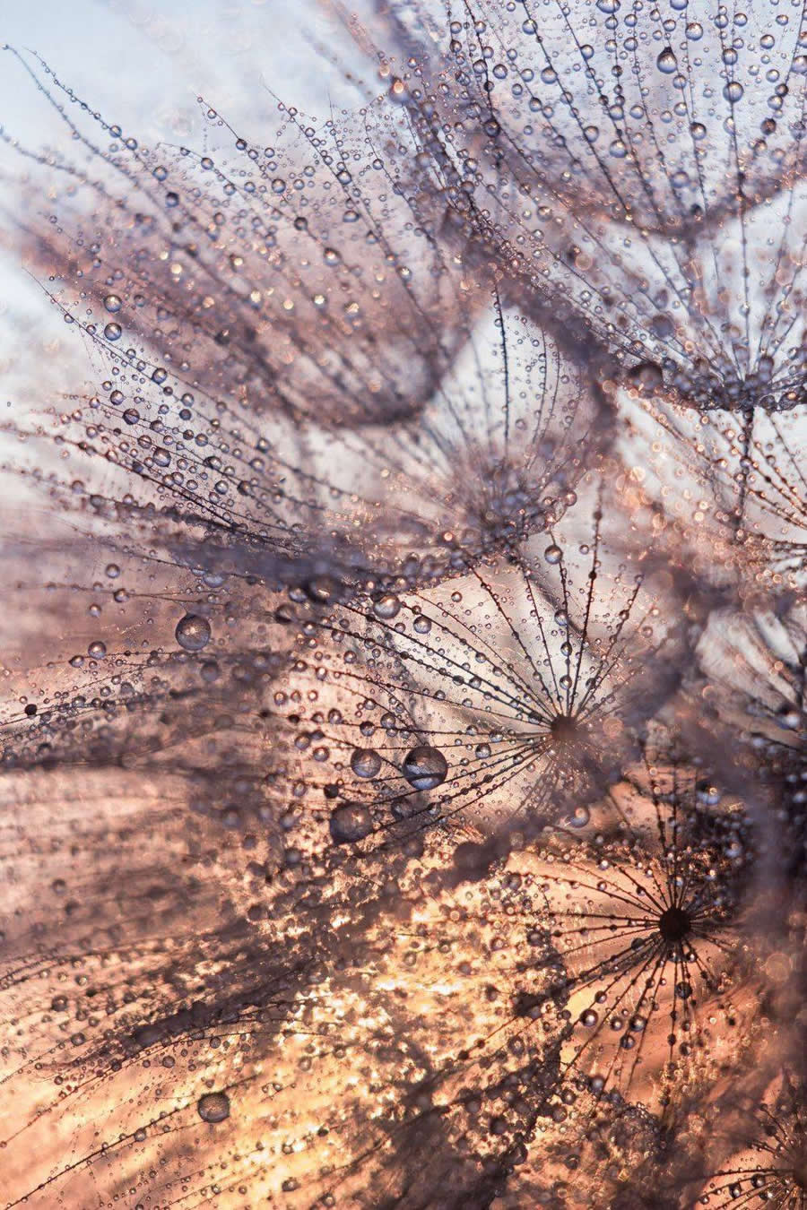 A scattering of diamonds by Margarita Sidoruk - Water Drops Of Macro Photos