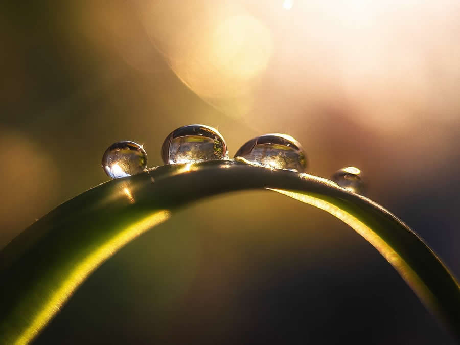 Morning Dews by Nadezhda Zakharova - Water Drops Of Macro Photos