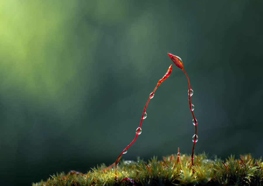 Photo by Atul Saluja - Water Drops Of Macro Photos
