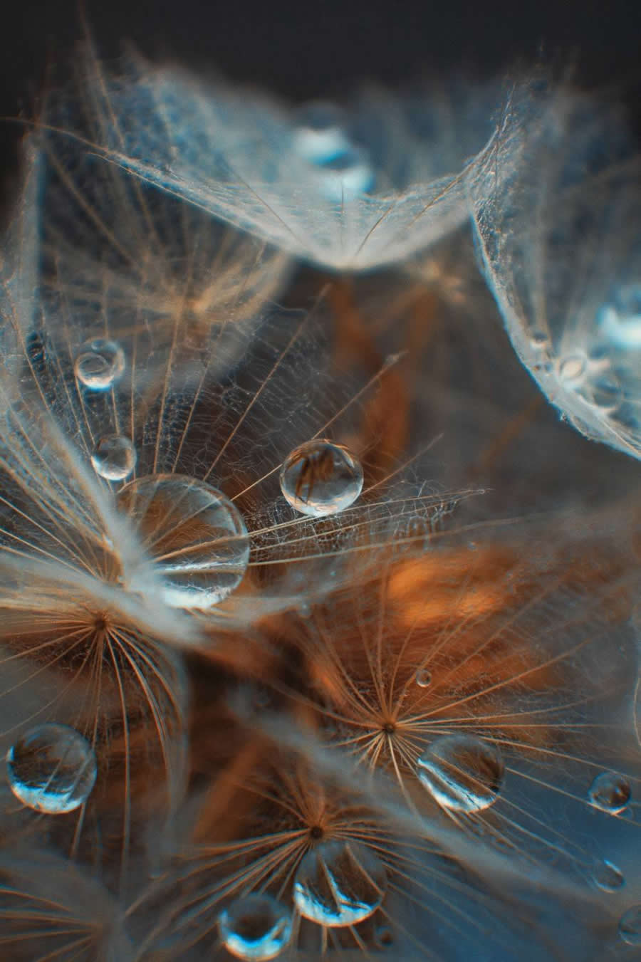 Photo by Tatyana Maksakova - Water Drops Of Macro Photos