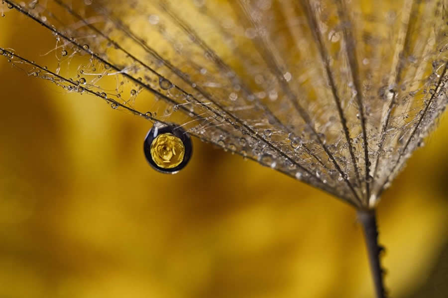 Photo by Margarita Sidoruk 0 Water Drops Of Macro Photos