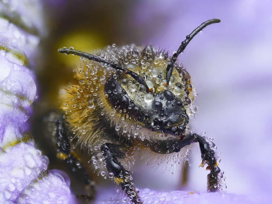 Bee in Petunia Flower by Yuri Yuryevich - Water Drops Of Macro Photos