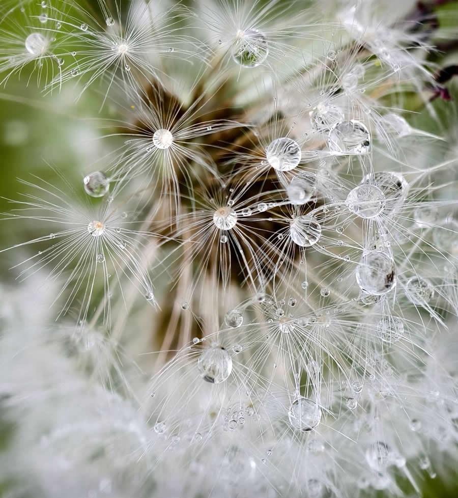 Photo by Kukhta Maria - Water Drops Of Macro Photos