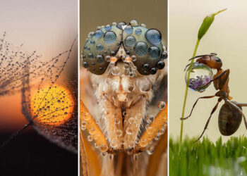 Water Drops Of Macro PhotosWater Drops Of Macro Photos