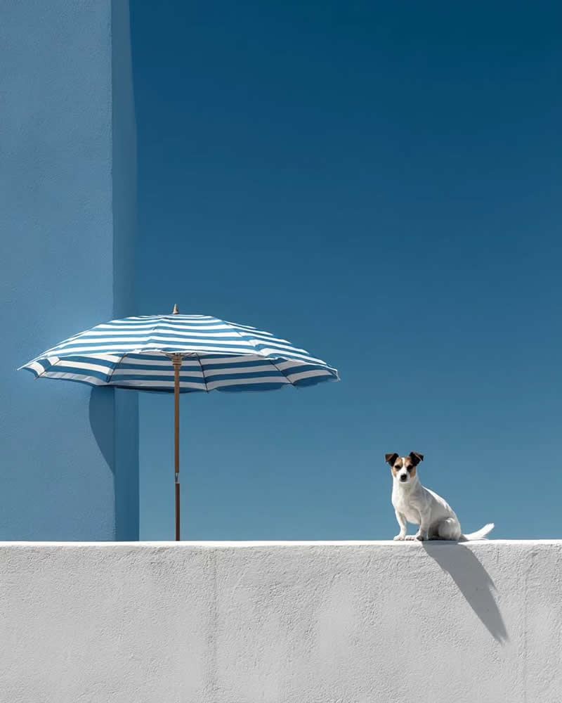 A Dog and Umbrella - Minimalist Photos That Celebrate Simplicity