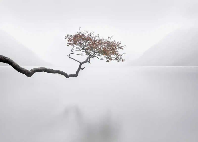 3rd Place Winner: Branching Out by Richie Johns - 2025 Minimalist Photography Awards Long Exposure Winners