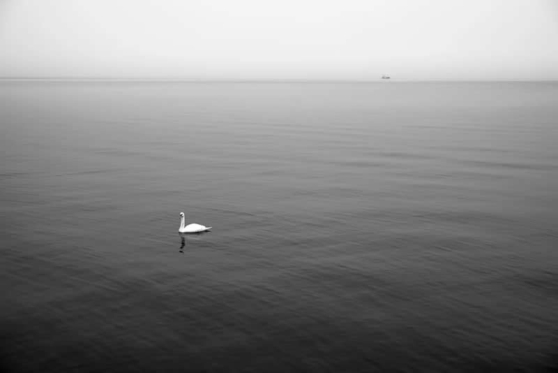 Arran Swan by Grant Bulloch - Minimalist Photography Awards 2025 Landscape Winners