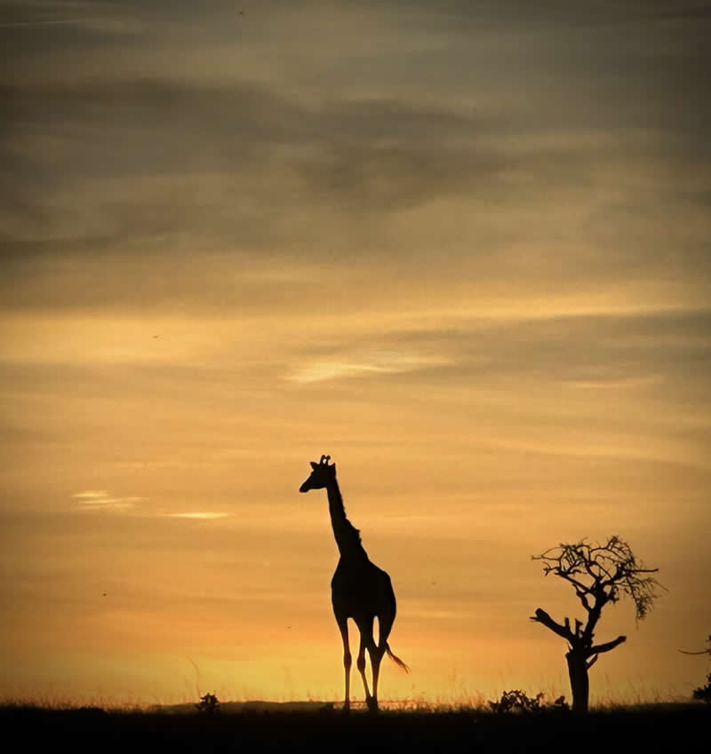 Mobile Photography Awards Silhouette Winners