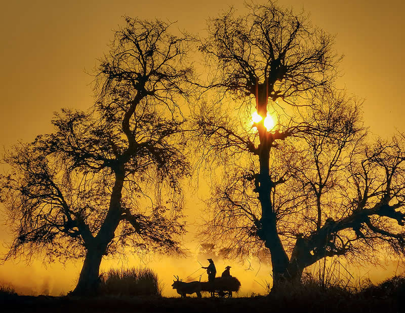 Mobile Photography Awards Silhouette Winners