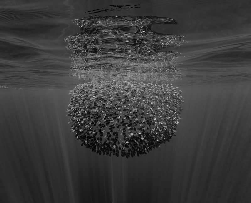 Monochrome Nature Photos