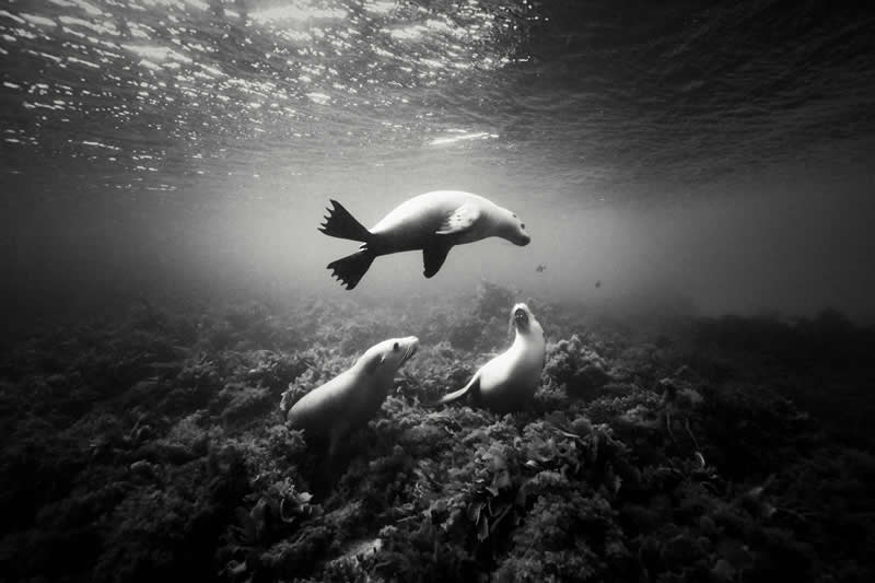 Monochrome Nature Photos