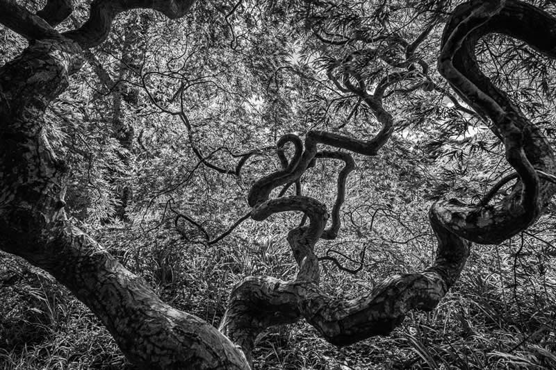 Monochrome Nature Photos