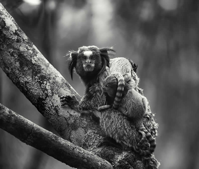 Monochrome Nature Photos