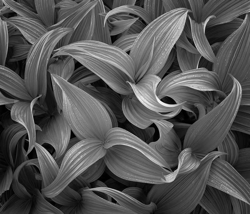 Monochrome Nature Photos