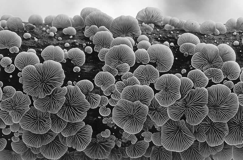 Monochrome Nature Photos
