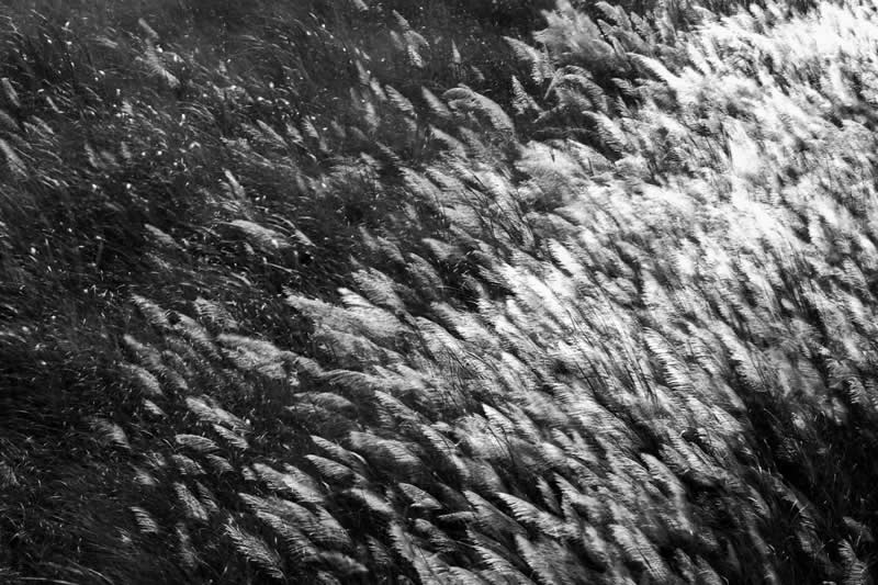 Monochrome Nature Photos