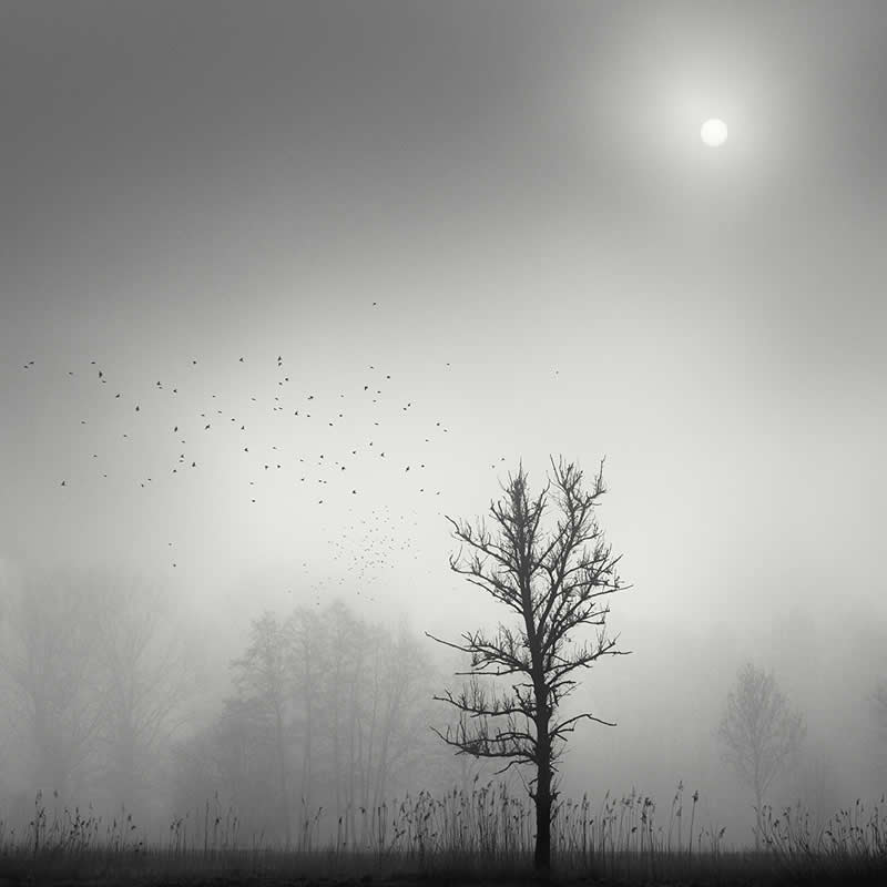 Monochrome Nature Photos