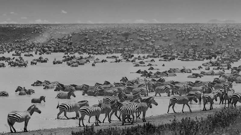 Monochrome Nature Photos