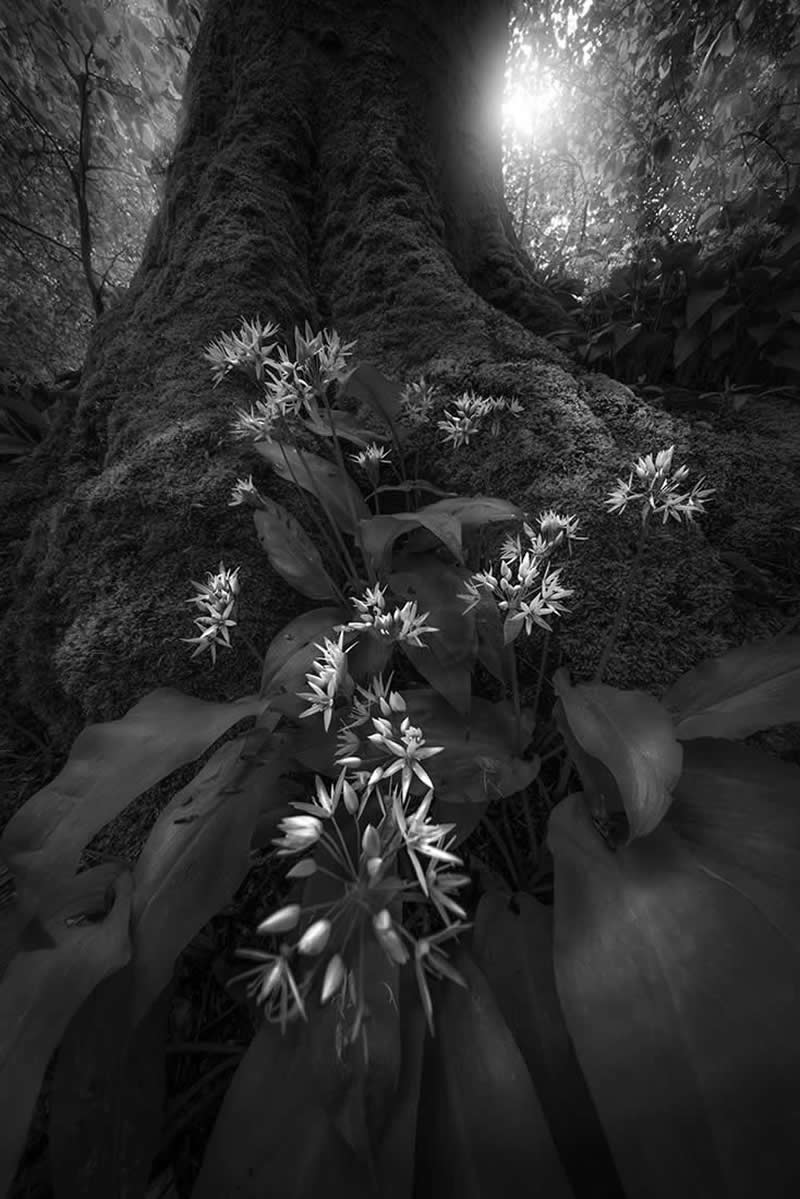 Monochrome Nature Photos