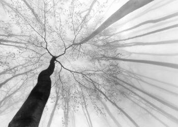 Monochrome Nature Photos