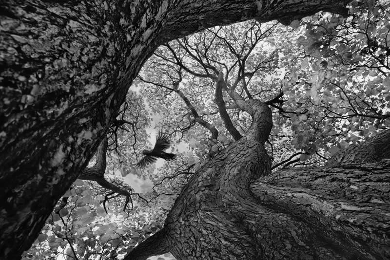 Soulful Nature Photos Monochrome Photography Awards