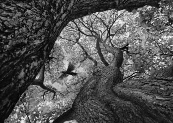 Soulful Nature Photos Monochrome Photography Awards