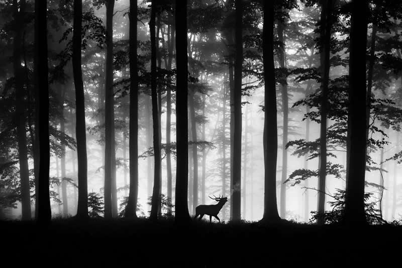 Monochrome Photography Awards Wildlife Winners