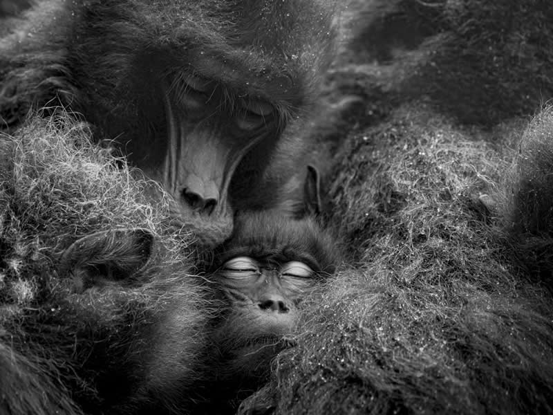 Monochrome Photography Awards Wildlife Winners
