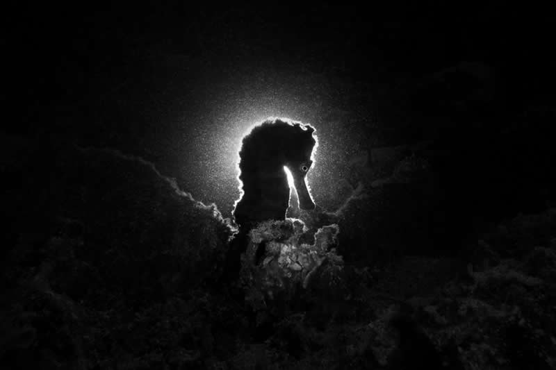 Monochrome Photography Awards Wildlife Winners