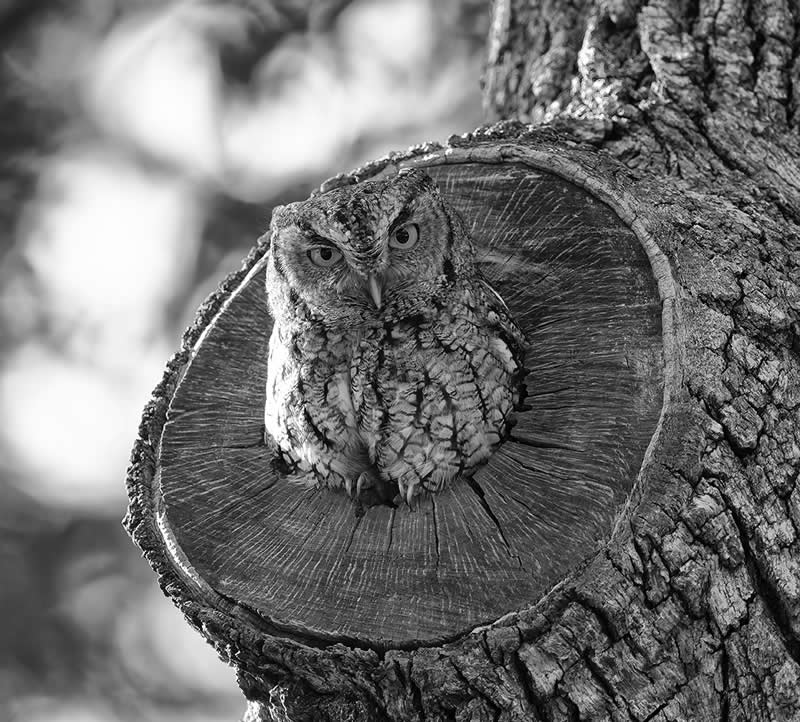 Monochrome Photography Awards Wildlife Winners