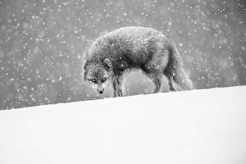 Monochrome Photography Awards Wildlife Winners