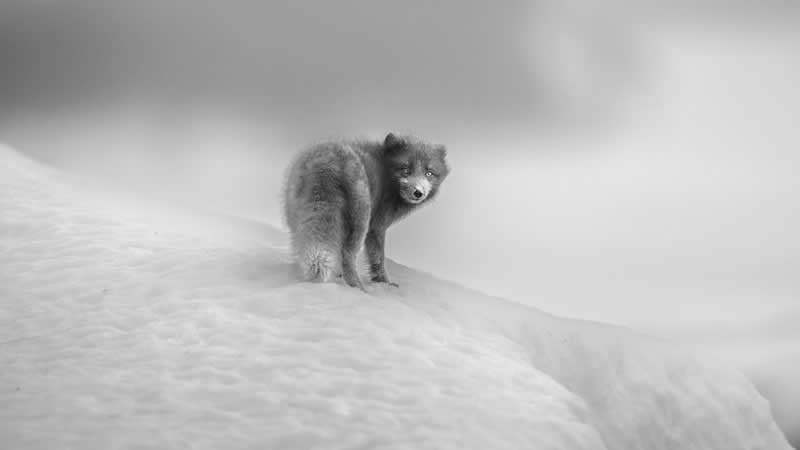 Monochrome Photography Awards Wildlife Winners