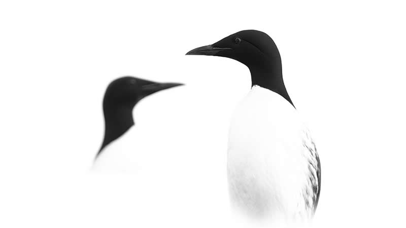 Monochrome Photography Awards Wildlife Winners