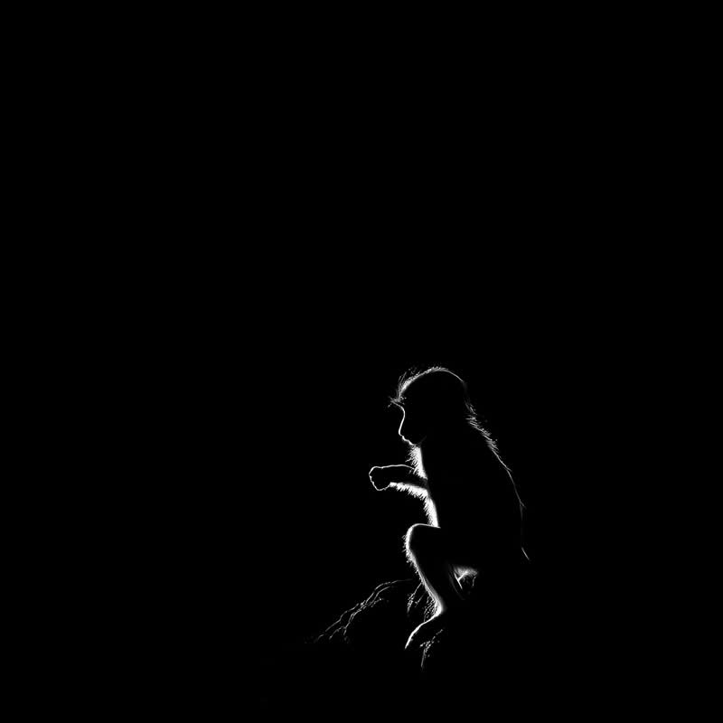 Monochrome Photography Awards Wildlife Winners