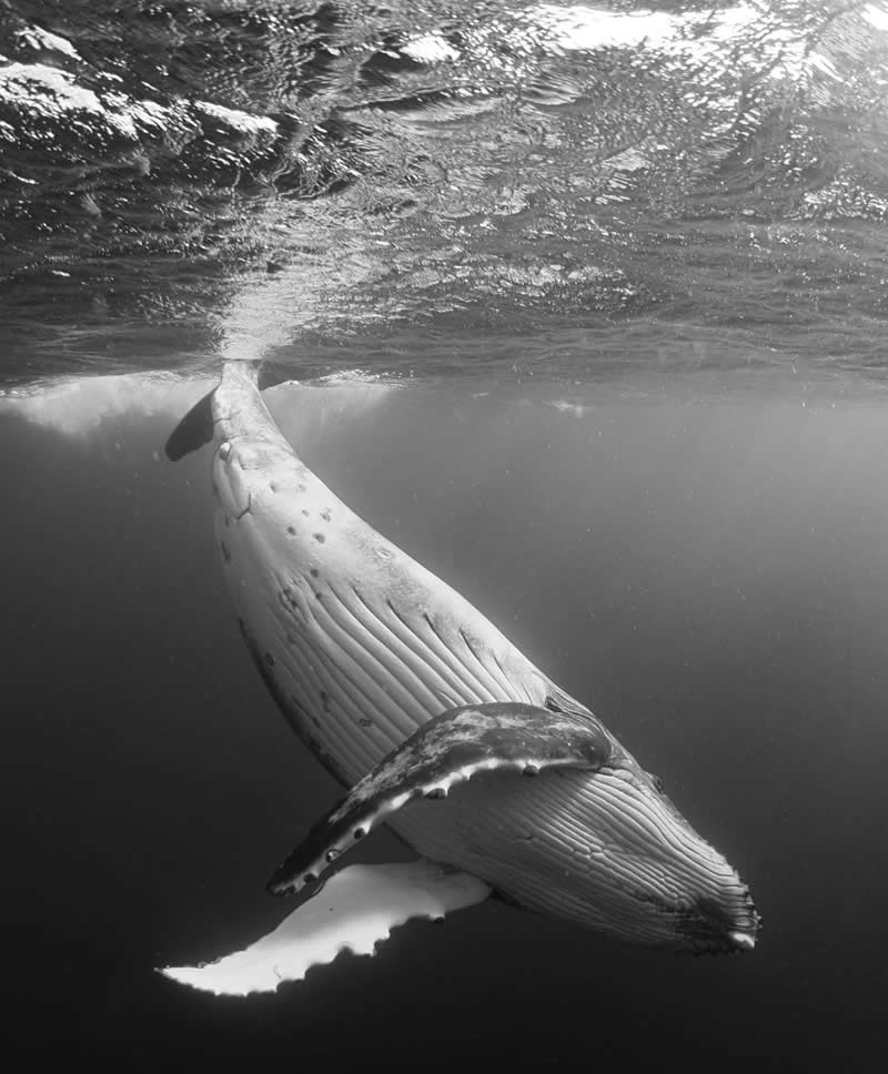 Monochrome Photography Awards Wildlife Winners