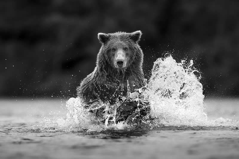 Monochrome Photography Awards Wildlife Winners