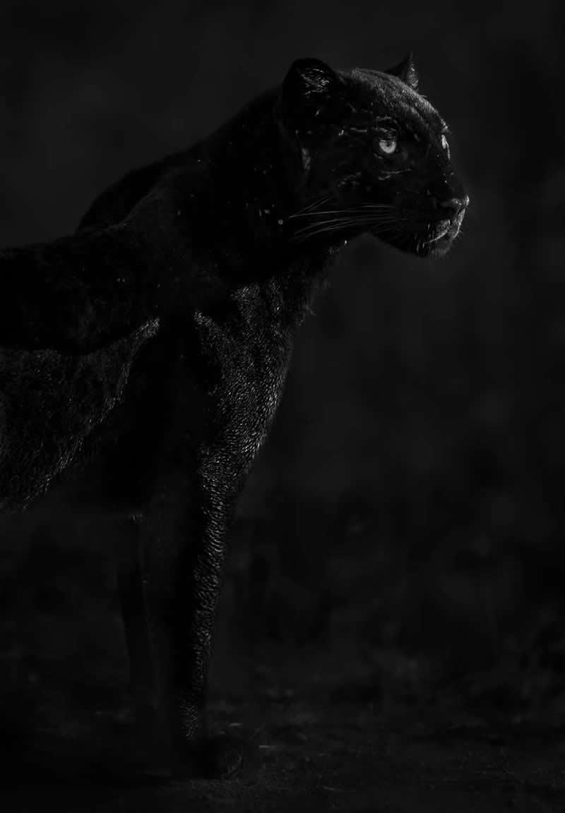 Monochrome Photography Awards Wildlife Winners