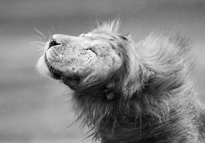 Monochrome Photography Awards Wildlife Winners