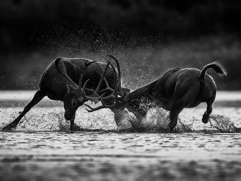 Monochrome Photography Awards Wildlife Winners