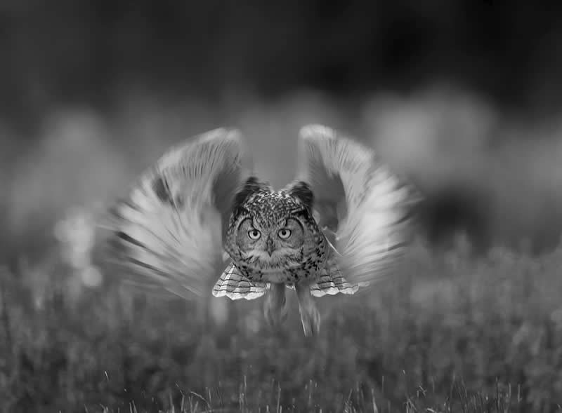 Monochrome Photography Awards Wildlife Winners