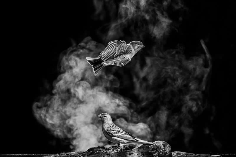 Monochrome Photography Awards Wildlife Winners