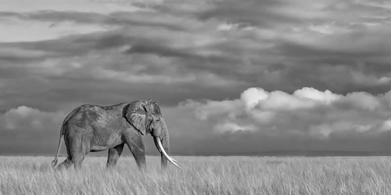 Monochrome Photography Awards Wildlife Winners