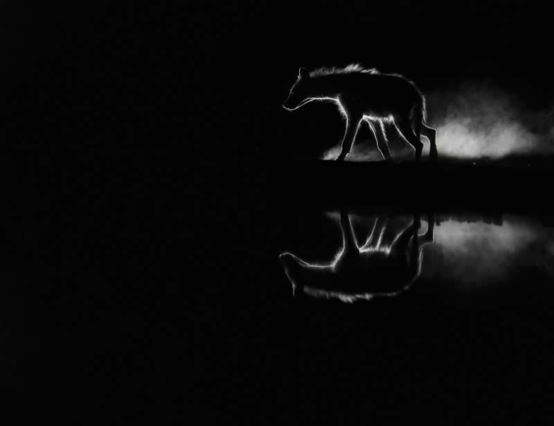 Monochrome Photography Awards Wildlife Winners