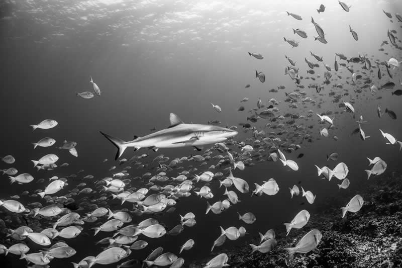 Monochrome Photography Awards Wildlife Winners