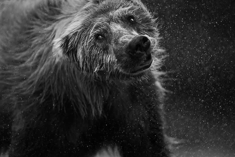 Monochrome Photography Awards Wildlife Winners