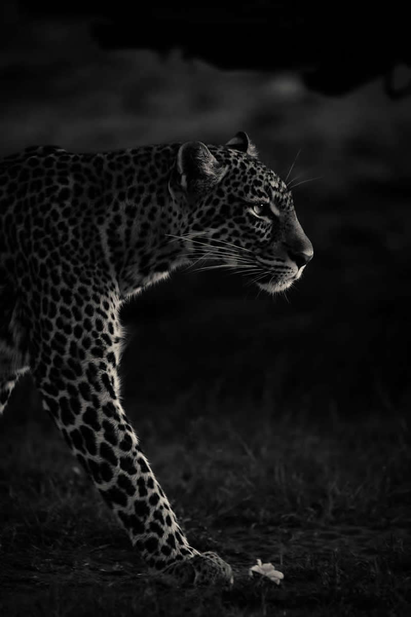 Monochrome Photography Awards Wildlife Winners