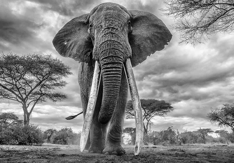 Monochrome Photography Awards Wildlife Winners