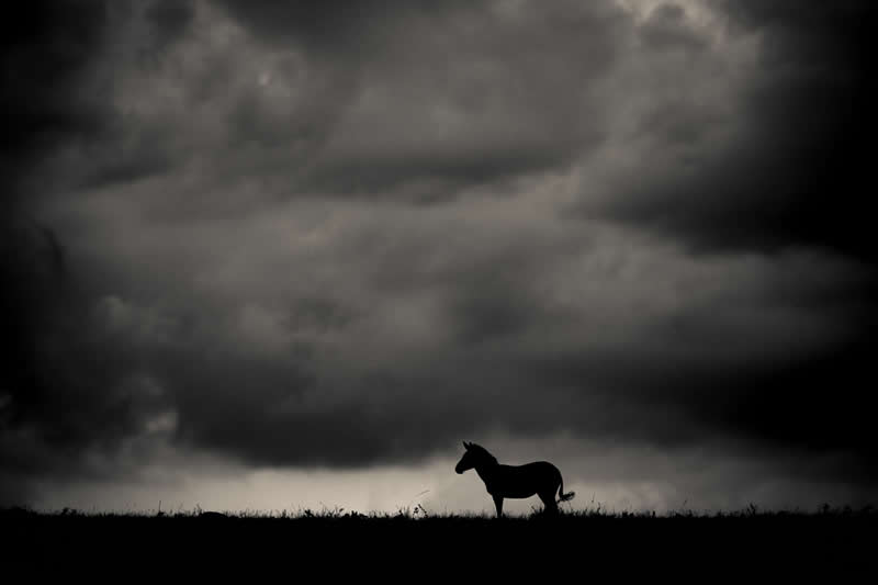 Monochrome Photography Awards Wildlife Winners