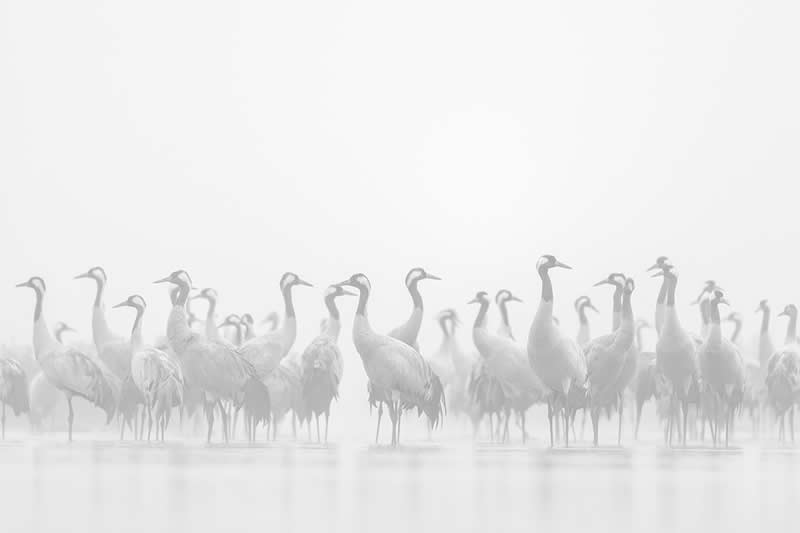 Monochrome Photography Awards Wildlife Winners